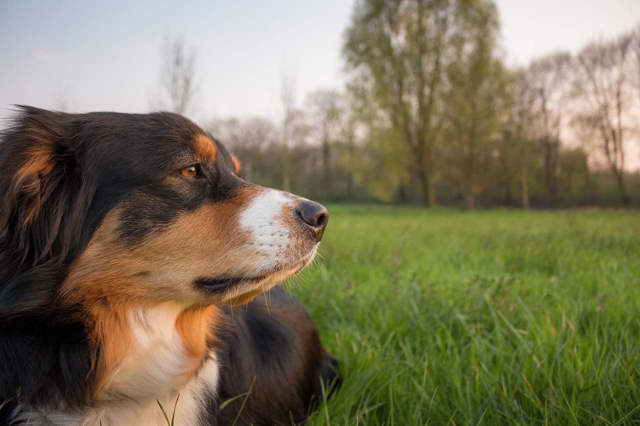 How to Cope When Your Dog’s a Picky Eater