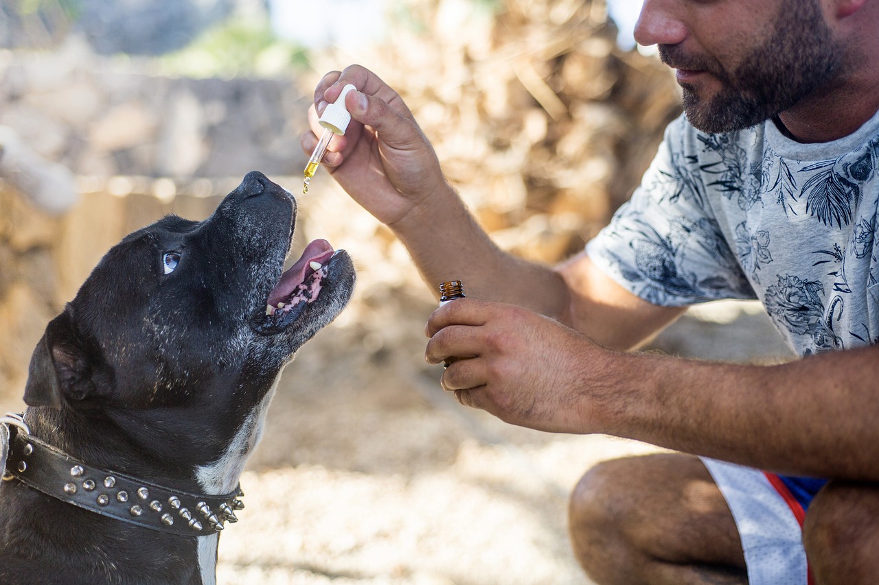 How Familiar are Veterinarians About CBD?