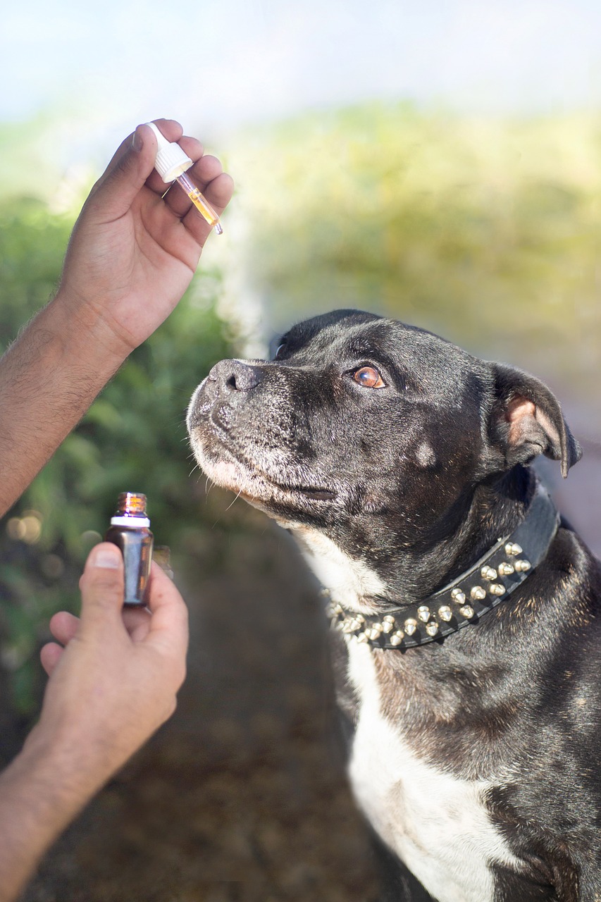 CBD Might Help Dogs with Pain or Seizures