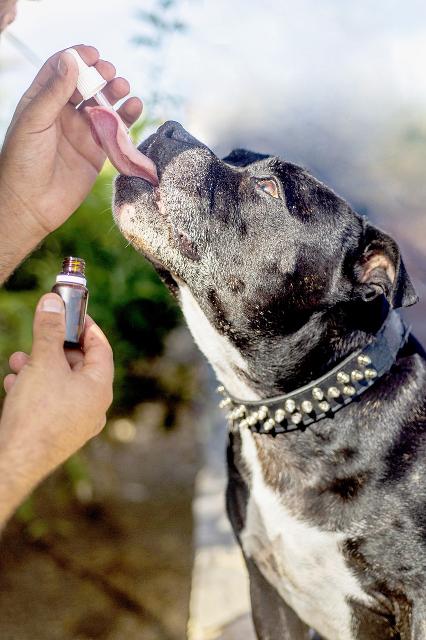 CBD for Inflammation in Dogs