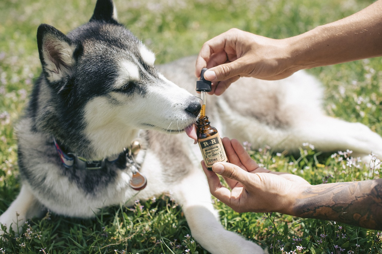 Hello January – Let’s Talk About CBD for Dogs