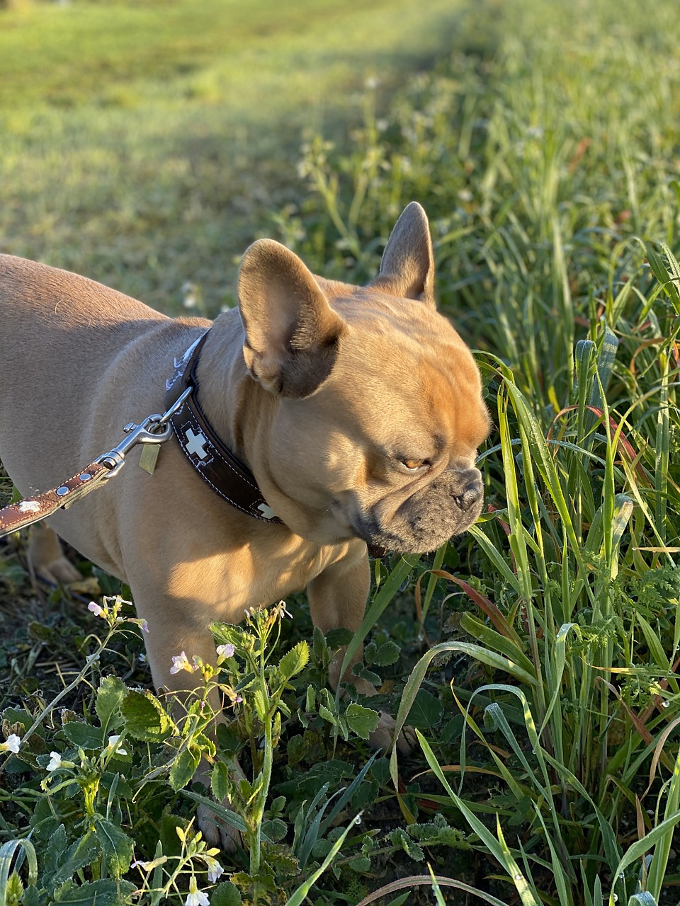 Further Proof that CBD Really Works for Dogs