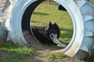 A border collie lying inside a concrete pipe tunnel on grass