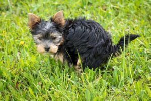 A small grey and black terrier puppy standing in long grass