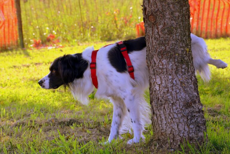 Playtime and Rewards in Puppy Potty Training