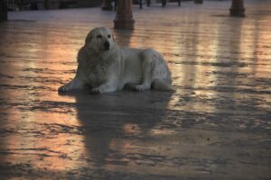 A golden retriever lying on wet sand at sunset