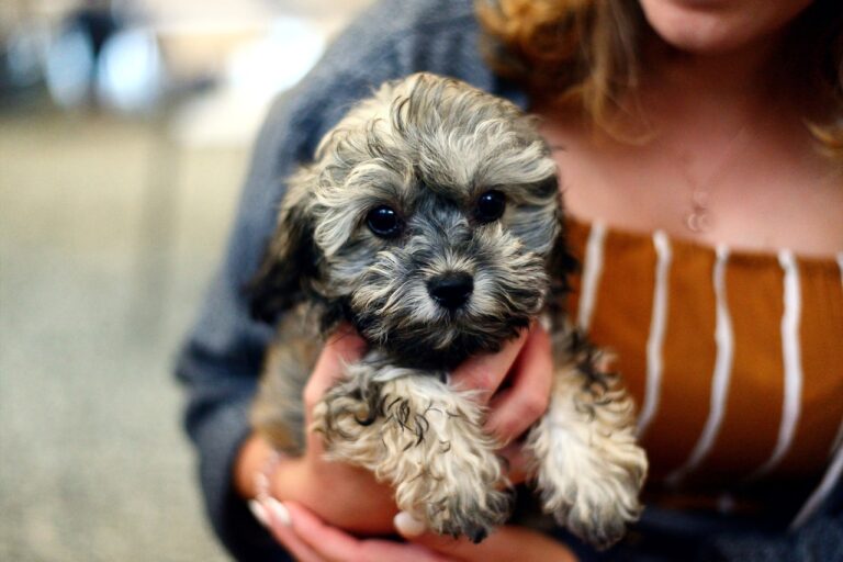 Leaving a Puppy Alone While Potty Training