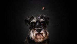 A grey schnauzer catching a treat, photographed against a black background