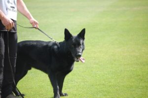 A person holding the lead of a black German Shepherd on grass