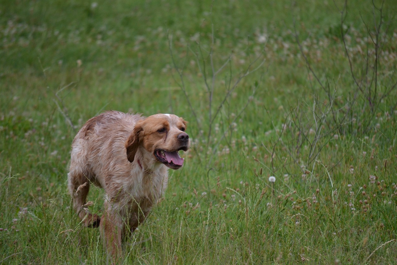 Older Dogs & Potty Accidents