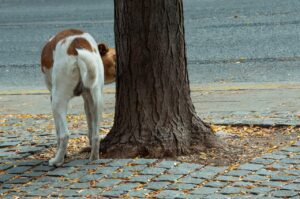 A brown and white dog sniffing the base of a tree on a paved path