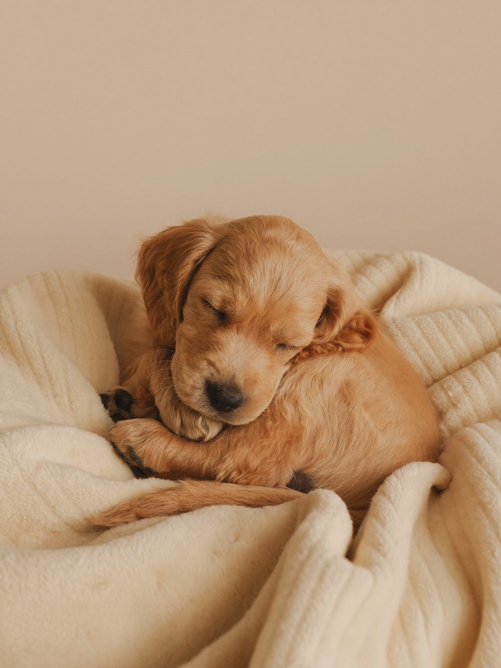 A puppy resting in a soft bed