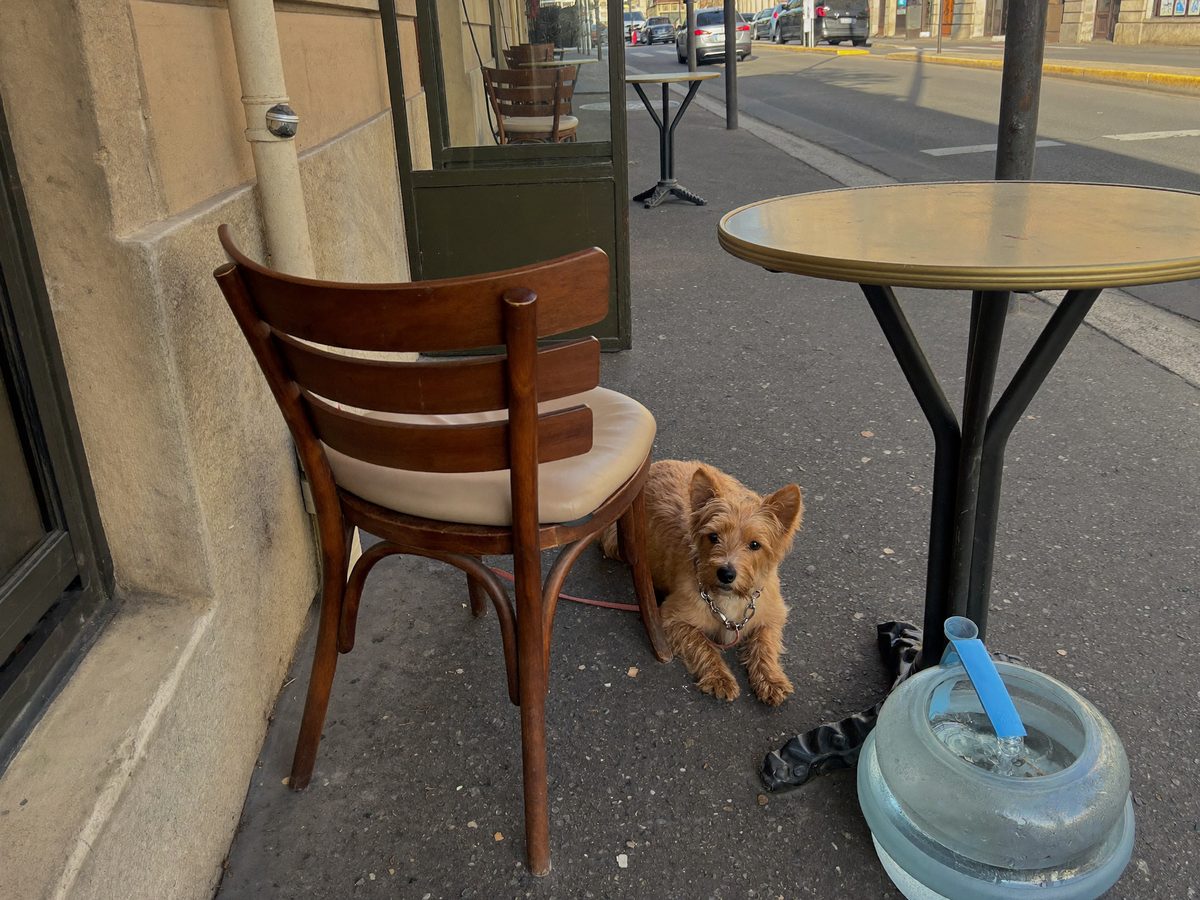 A dog enjoying an outing with its family