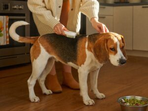 Beagle being gently brushed in a sunlit kitchen
