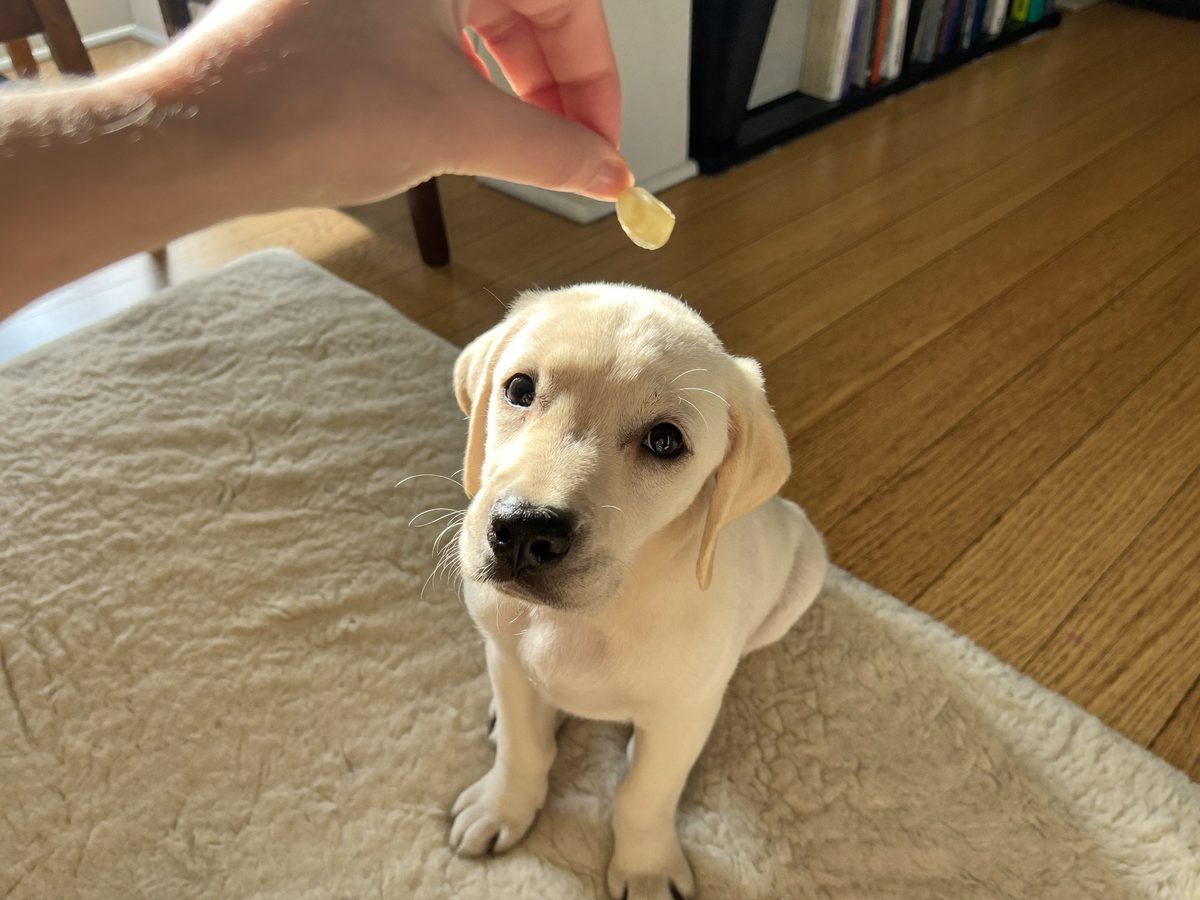A puppy watching a training treat during a short lesson